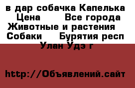 в дар собачка Капелька › Цена ­ 1 - Все города Животные и растения » Собаки   . Бурятия респ.,Улан-Удэ г.